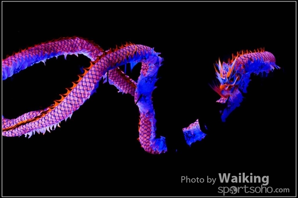 2016-01-09 Lion & Dragon Dance 0117