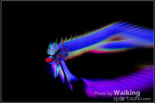 2016-01-09 Lion & Dragon Dance 0218