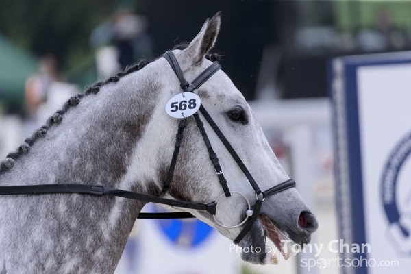 LonginesJumping_240