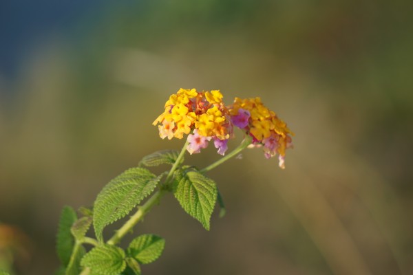 DSC03709