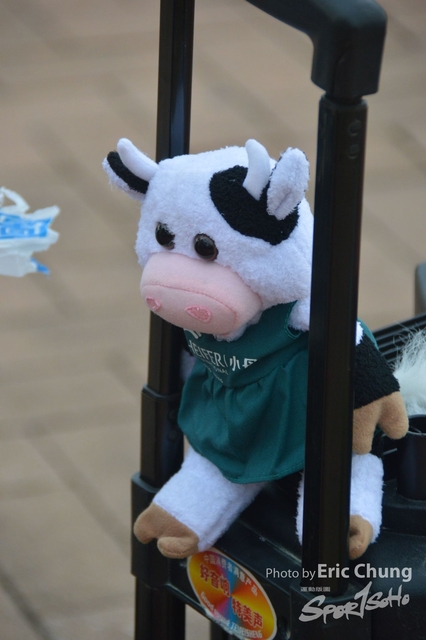 HEIFER0684