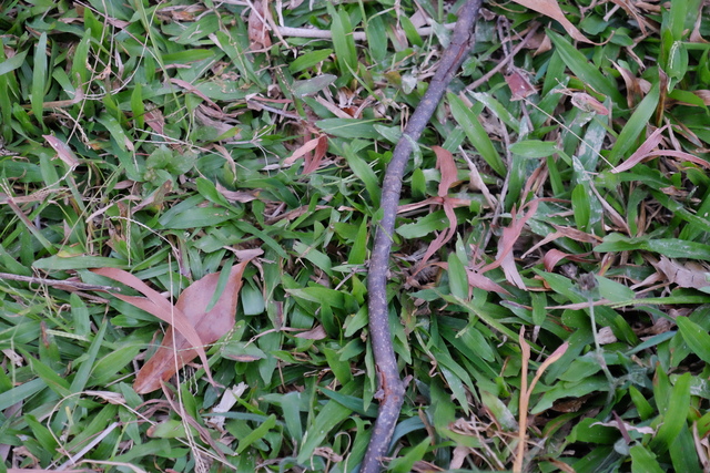 DSCF4459