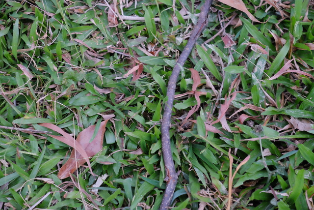 DSCF4460
